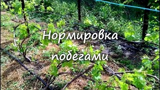 видео: Нормировка виноградного куста побегами картинка: Нормировка виноградного куста побегами