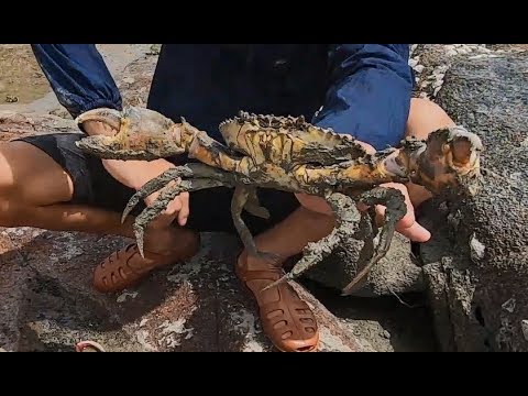 阿壮赶海从岩缝深处 掏出一只比手掌还大的海货，又老又肥最值钱