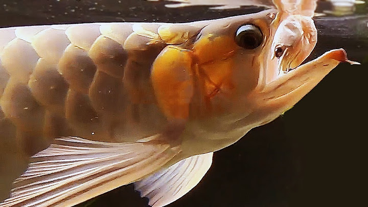MONSTER FISH FEEDING!!!