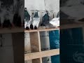 Breeder pigeons