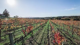 Iris Rideau, making wine and history