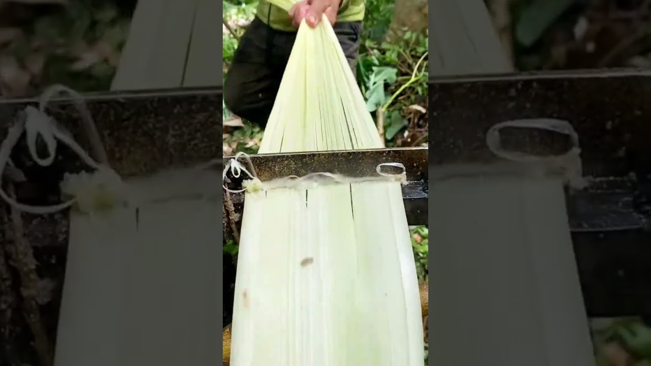 Banana tree fiber processing techniques 