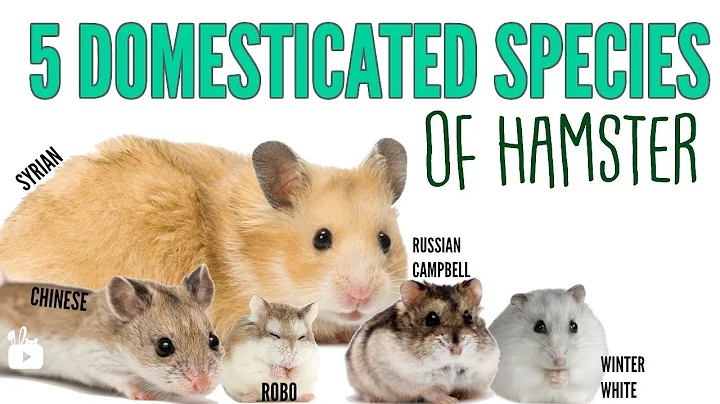 The 5 domesticated species of hamsters! - DayDayNews