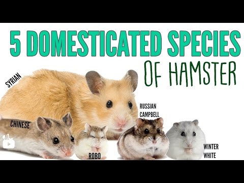 Video: Hamster Species