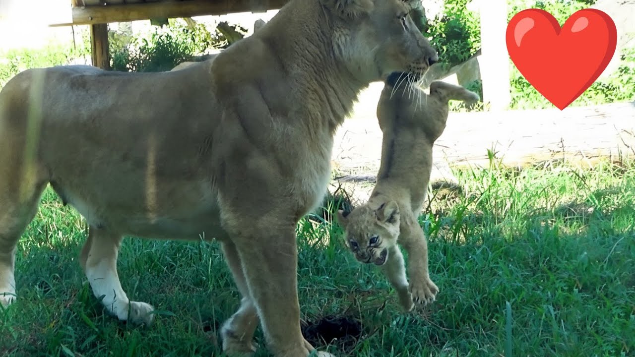 Львица защищает детёныша — зрители не сдерживают слёз 😭
