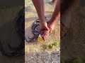 I found a REAL Gold Bar inside an Octopus?! 😱💰 #Shorts