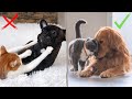Jak pogodzić psa i kota w jednym domu - Czy pies może mieszkać z kotem - Kot i pies w jednym domu 😺🐶