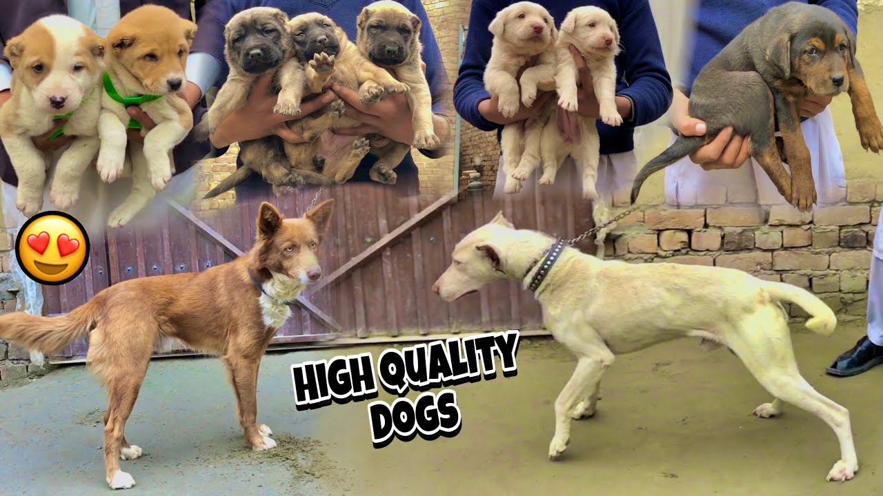 Dogs Center & Breeding Farm Peshawar 2024 | Most Dangerous Dog 🐶 Security Dogs | Khyber Social Tv