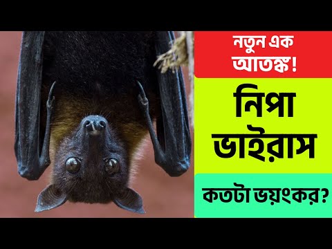 নতুন এক আতঙ্ক: নিপা ভাইরাস | লক্ষণ, সংক্রমণ, প্রতিরোধ ও সতর্কতা | Full Info | Rohit Sir | RICE