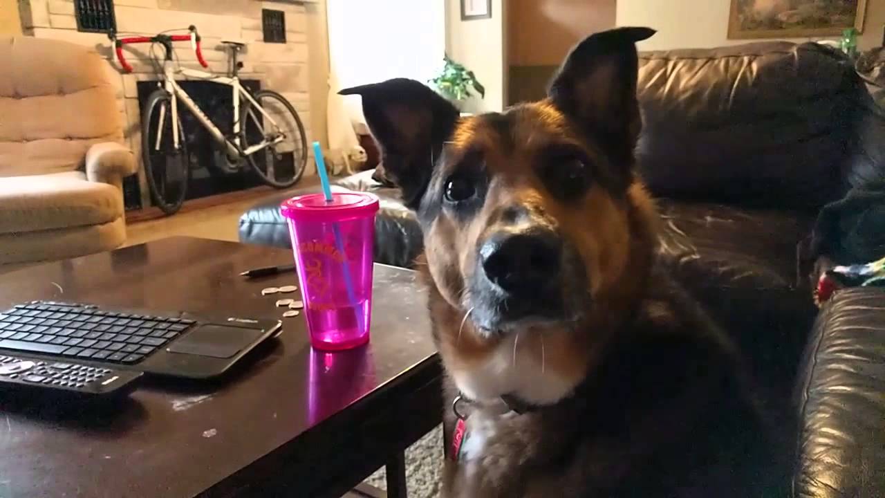 camera iphone 8 plus apk Do you want a treat?