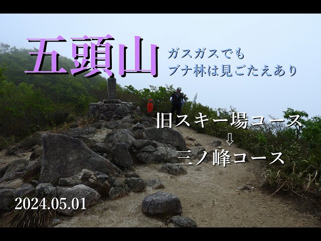 新潟県五頭山 旧スキー場コース～三ノ峰コース　展望はイマイチでもブナ林は見応えあり　2024.05.01