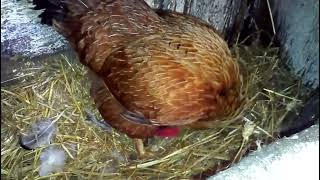 My #chicken finally laid an egg (and doesn't know what to do with it) :) #birds #ukraine #funny