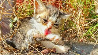 Try to save life of Baby kittens were found alone, screaming because they were so hungry