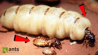 Ants vs. Termites