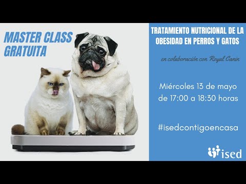 Video: Obesidad De Las Mascotas: Implicaciones Para La Salud, Reconocimiento Y Control Del Peso