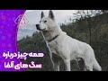 با سگ های آلفا بیشتر آشنا شید