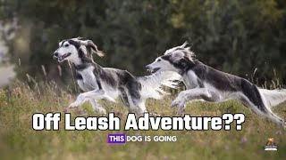 Saluki Egyptian Dog: The Ancient Hound with a Royal Secret!