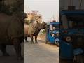 Rhino Gets Mad Ytshorts Shortvideo Rhino Gets Mad Ytshorts Shortvideo