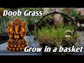 घर में दूब/दूर्वा घास कैसे लगाए। मुफ्त में |Grow THE magical DURVA/DOOB grass at home |