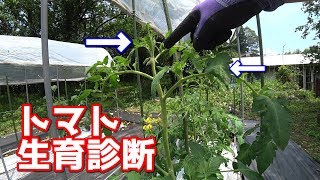 トマトの生育診断 簡易 Tomato Growth Diagnosis Youtube