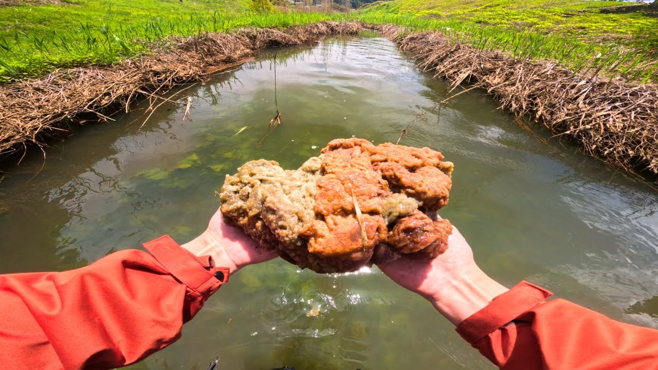 希少種のいる川にコイの卵を沈めてみると…【第5回 ＃春のタナゴ大感謝キャンペーン】