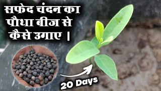 सफेद चंदन का पौधा बीज से कैसे उगाऐ | chandan ka ped | Chandan Ki Kheti | white sandalwood seeds grow