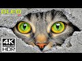 World S Coolest HDR Video In Marvellous 4K 60 FPS Dolby Vision World S Coolest HDR Video In Marvellous 4K 60 FPS Dolby Vision