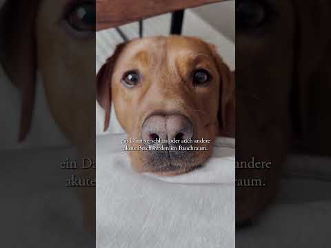 Gebetsstellung beim Hund als Warnsignal: Das solltest Du wissen! 🚨🐶 #hundegesundheit