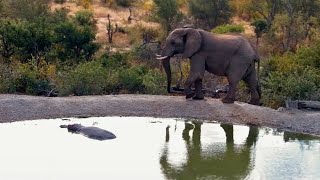 An Elephant Considers Disrupting a Hippo