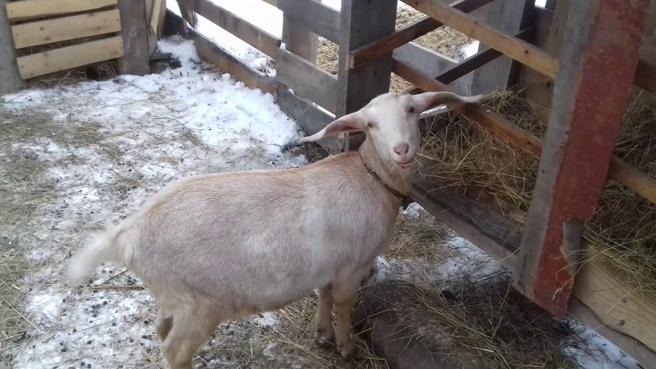 Охота у коз. Как определить козу в охоте? Кормление коз. - YouTube