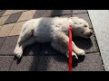 Sub)산책하다 자는 강아지😣|새끼강아지🐾 아기리트리버  | doggo