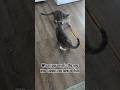 MOMMA CAT SHOWED HER ЁЯШЙ Cat Catvideos MOMMA CAT SHOWED HER ЁЯШЙ Cat Catvideos
