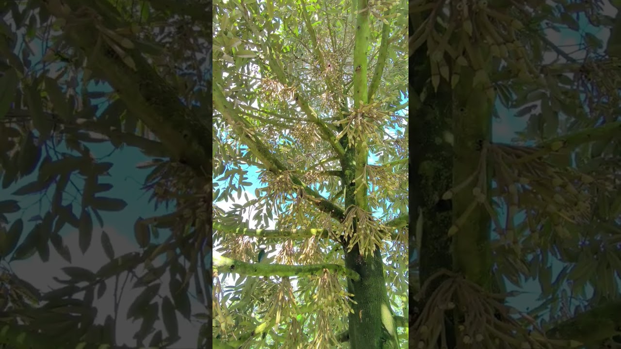 Đậu phải thế này chớ