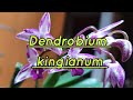 Dendrobium kingianum описание и уход.