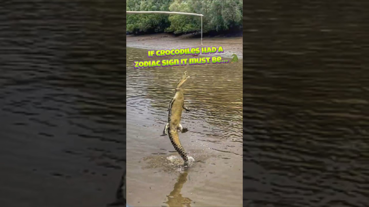 what a zodiac sign would a crocodile be? 