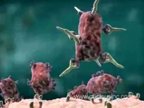 ლიმფოციტები