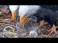 Big Bear Bald Eagle Live Nest - Cam 1