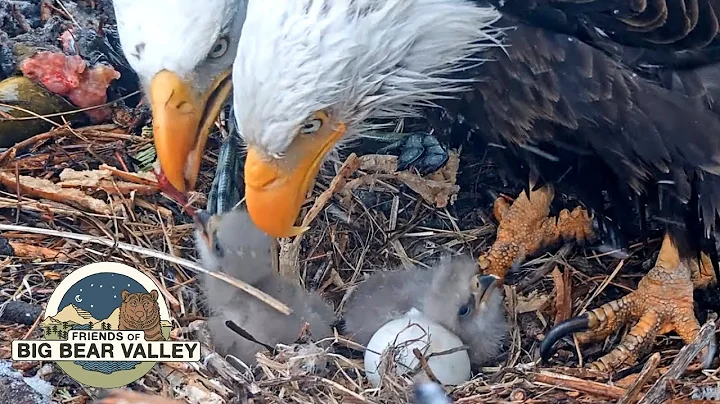 Big Bear Bald Eagle Live Nest - Cam 1