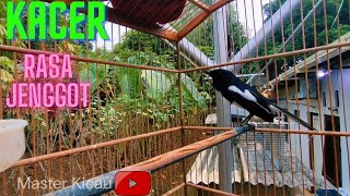 Masteran Kacer Rasa Cucak Jenggot