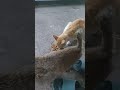 feeding Stray cats #cat #cats #catshorts