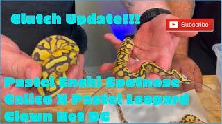 Clutch Update!!! Pastel Enchi Spotnose Calico X Pastel Leopard Clown Het DG Profile