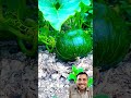 it's really amazing #shortvideo #amazing