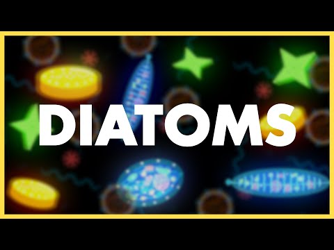 Diatoms Class 11 ANIMATION | Biological Classification Class 11 Biology | NEET 2022