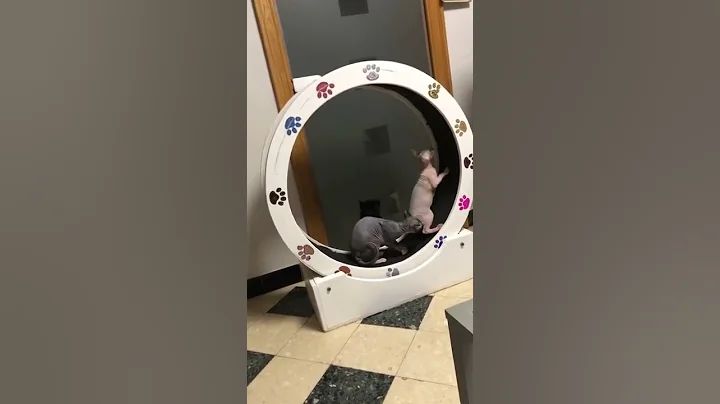 Video 1220291: sphynx american, sphynx hairless cat