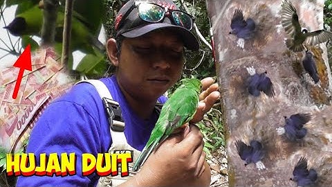 Sampai Gemetar Mikat Ijo Big Plus Di Serang Rambatan