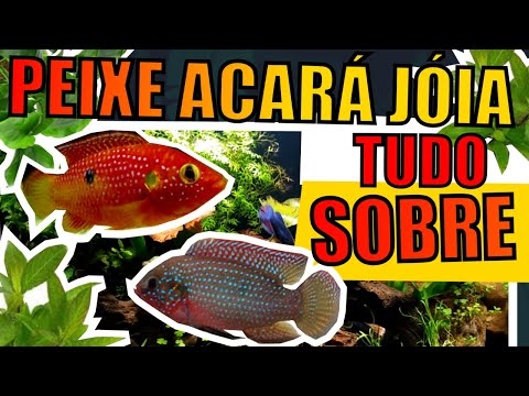 🔴ACARÁ JÓIA: TUDO SOBRE! ( COMO CUIDAR, AQUÁRIOS INDICADOS, ETC ) |Mr. Betta|