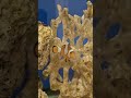 clownfish
