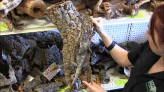 Frilled Dragon Care