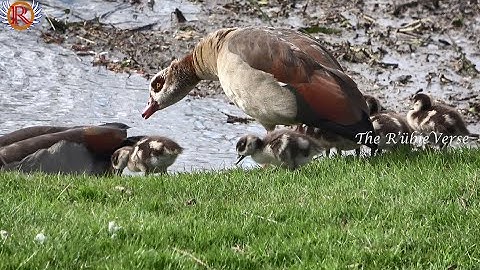 Egyptian Goose, Plumed Whistling Duck with Ducklings