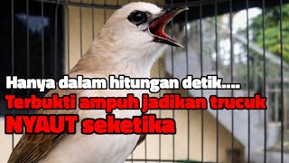 Suara Trucukan Gacor  Ini Terbukti Ampuh Jadikan Trucuk Malas Bunyi Macet Dan Ombyokan Agar Bunyi